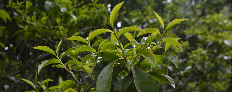 易武山屬于哪個(gè)茶區(qū)