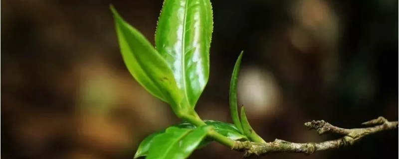 易武老何寨茶葉的特點