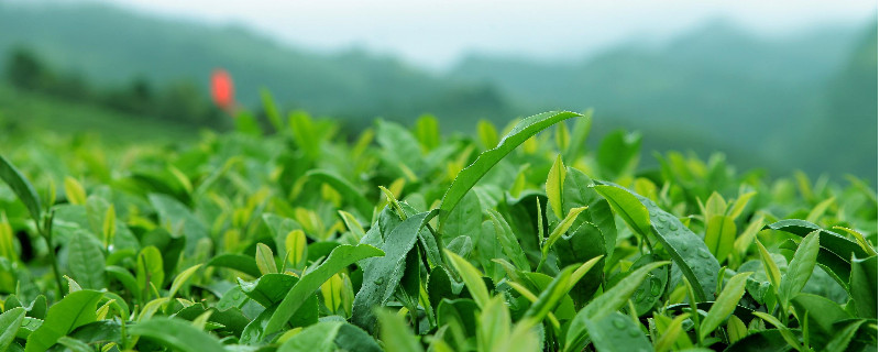 青茶和烏龍茶區(qū)別