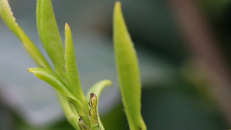 蘭妃茶屬于什么茶