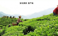 湖南安化黑茶產(chǎn)地在哪里 安化黑茶的起源和產(chǎn)地的介紹