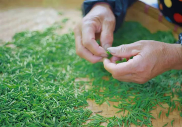 非遺中國茶 | 綠茶制作技藝之雨花茶制作技藝