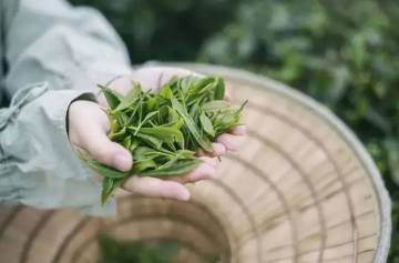 有一種風(fēng)雅，叫做以茶為名