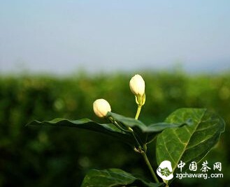 幾片茉莉醞釀一盞茶的慈悲