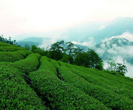 金駿眉屬于什么茶？難得的紅茶珍品