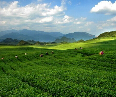 蒙頂茶主要產(chǎn)地：四川省雅安市蒙頂山