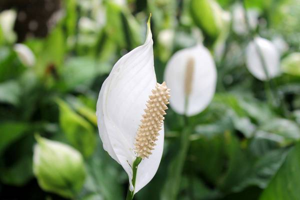 白掌 | 適合客廳養(yǎng)的水養(yǎng)植物