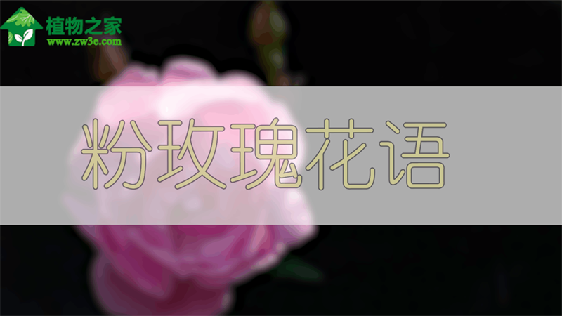 粉玫瑰花語(yǔ)