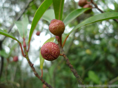 陽(yáng)臺(tái)種植苦瓜的方法：手把手教你在家種植苦瓜（附圖）