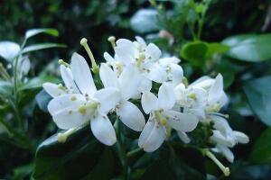 九里香什么時(shí)候開花，九里香一年開幾次花(七月盛開)