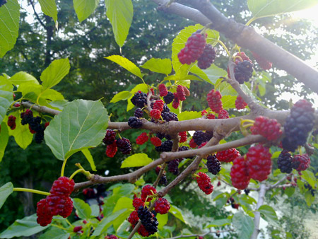 淘米水澆花的正確方法，淘米水適合澆什么花