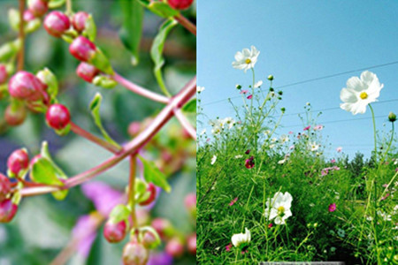 【圖】植物缺鉀癥狀  用心觀察保衛(wèi)家里的一抹綠意