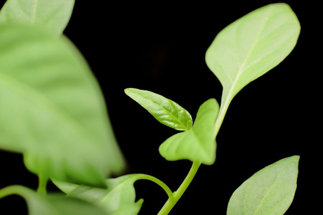 【圖】植物葉片氣孔 這些你了解多少呢