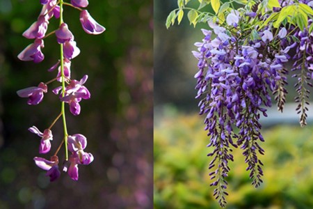 【圖】日本百年紫藤植物 這樣美麗的風(fēng)景你見(jiàn)過(guò)嗎