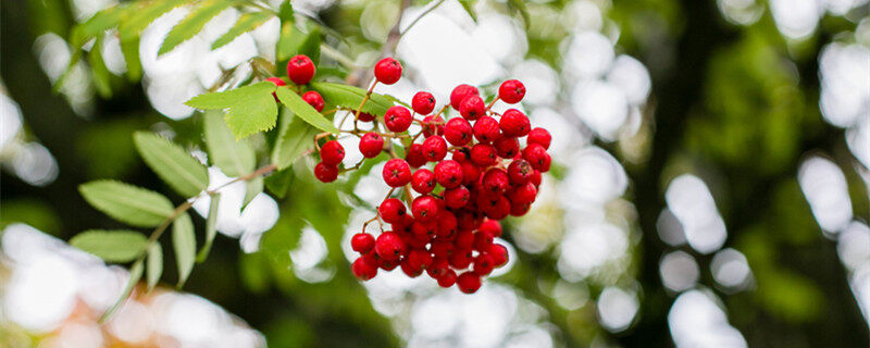 紅豆花的花語