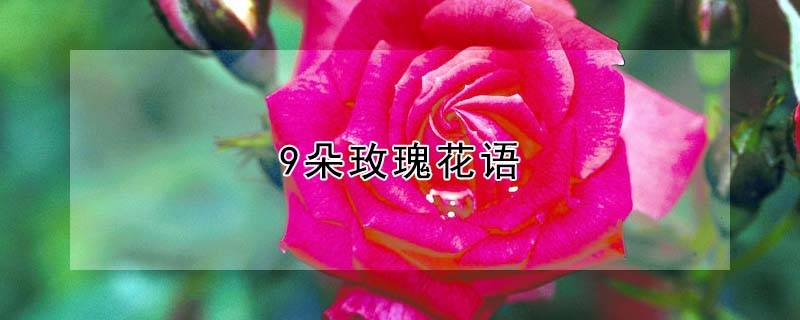 9朵玫瑰花語(yǔ)