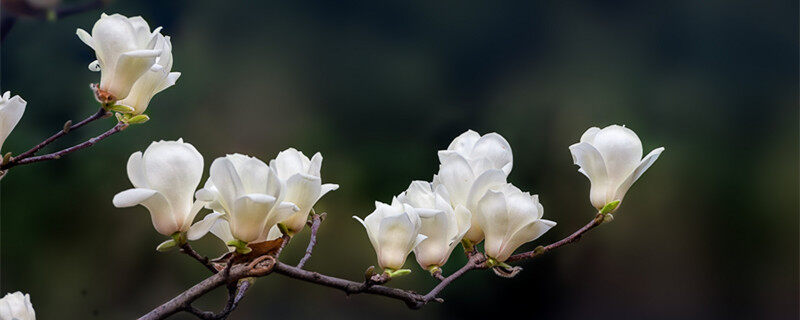 白玉蘭花語(yǔ)