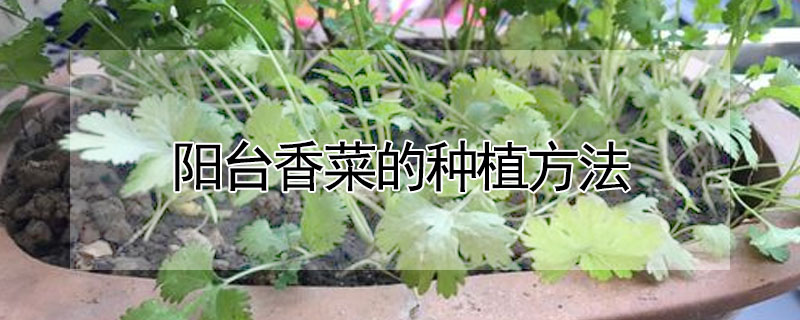 陽(yáng)臺(tái)香菜的種植方法