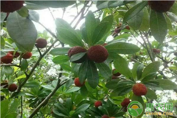 東魁楊梅高效種植技術(shù)及主要病蟲害防治方法