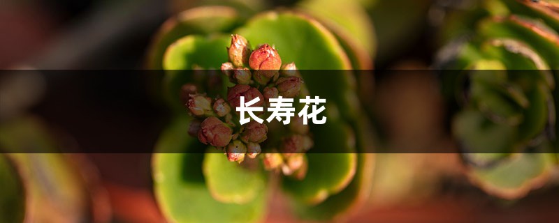 “長壽花”開滿盆并不難，勤“砍”枝頭，花開的攔不住