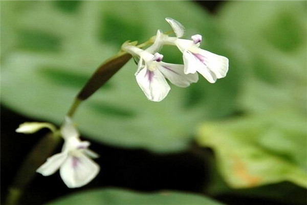 孔雀竹芋開花開花代表什么