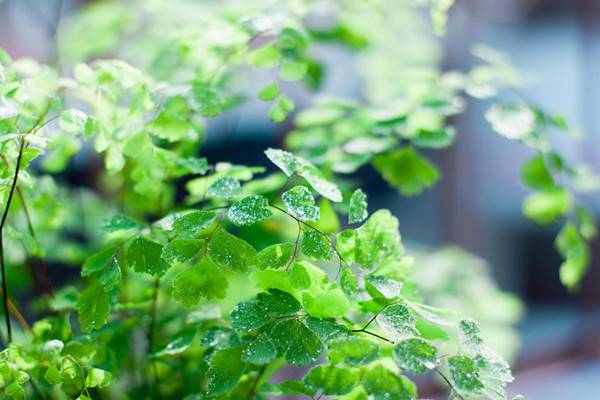 霧霾天氣，你家里養(yǎng)吸毒植物了嗎？