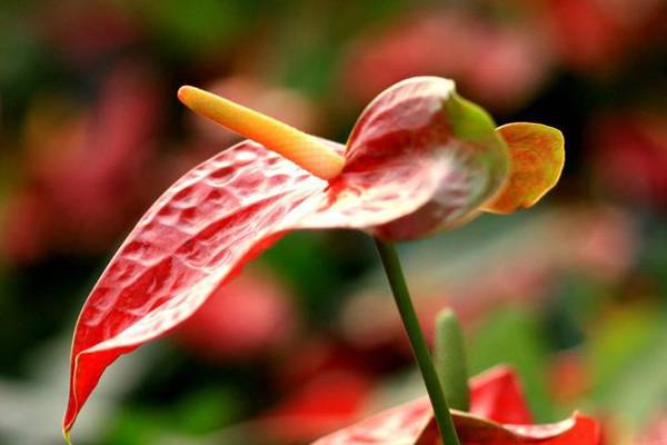 家庭養(yǎng)紅掌有什么好處