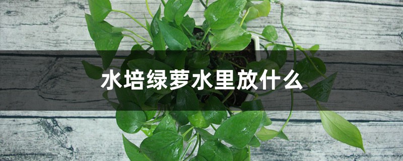 水培綠蘿水里放什么