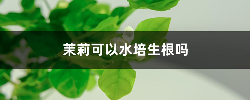 茉莉可以水培生根嗎