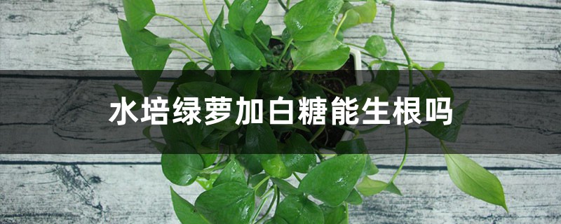 水培綠蘿加白糖能生根嗎