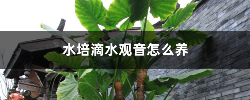 水培滴水觀音怎么養(yǎng)