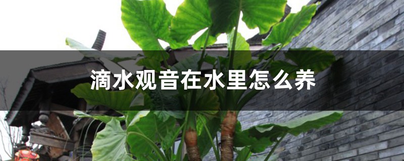 滴水觀音在水里怎么養(yǎng)