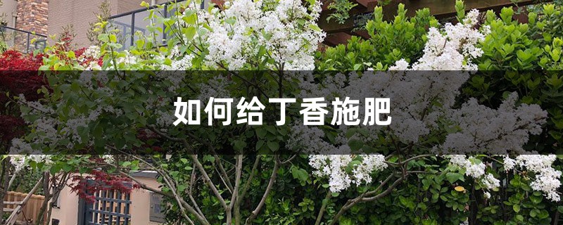 丁香施肥方法，用什么肥好