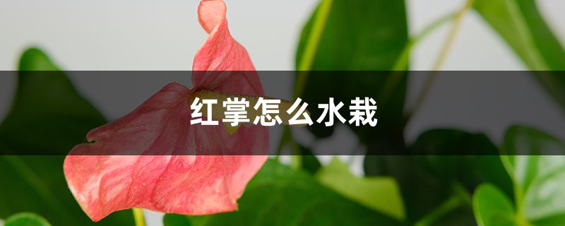 紅掌怎么水栽，水培紅掌水里放什么好？