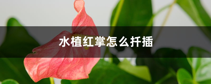 水植紅掌怎么扦插，一片葉子能扦插嗎？