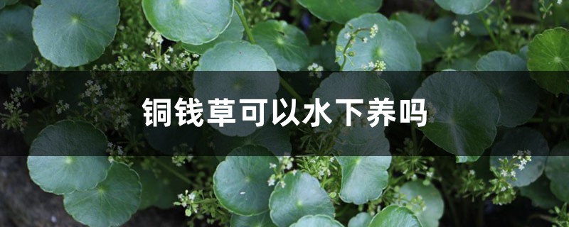 銅錢草可以水下養(yǎng)嗎，能在水下生長(zhǎng)嗎