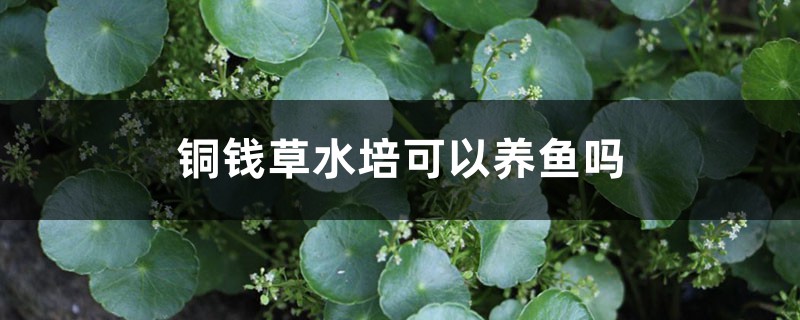 銅錢草水培可以養(yǎng)魚嗎，什么水培植物可以養(yǎng)魚