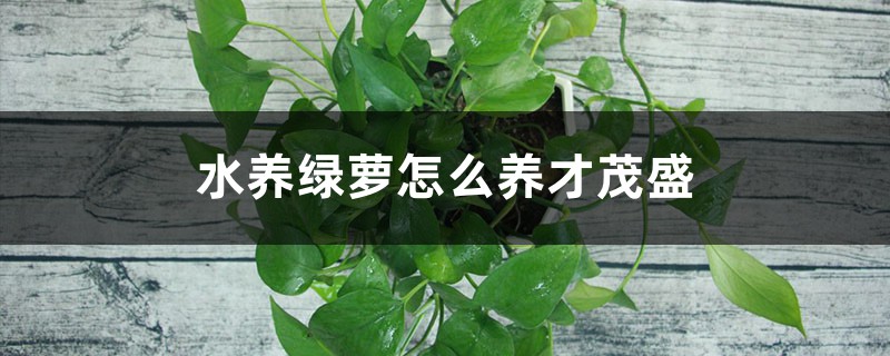 水養(yǎng)綠蘿怎么養(yǎng)才茂盛，放啥長(zhǎng)得快