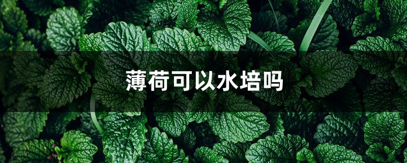 薄荷可以水培嗎