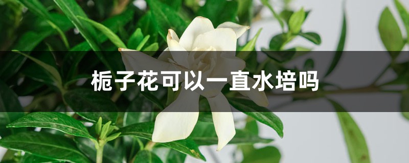 梔子花可以一直水培嗎