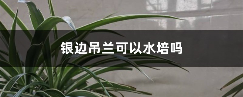 銀邊吊蘭可以水培嗎