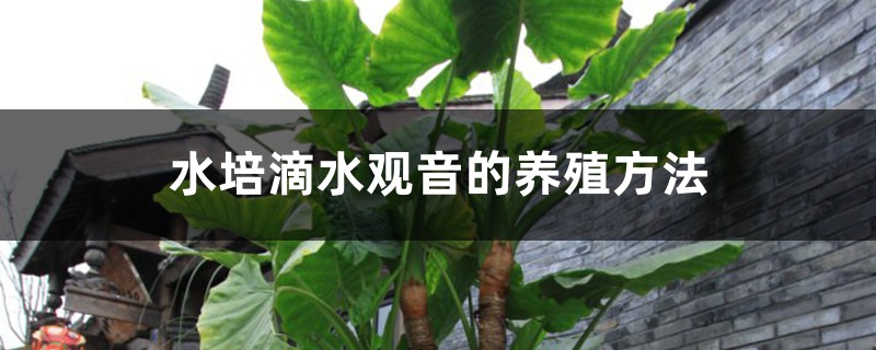 水培滴水觀音的養(yǎng)殖方法