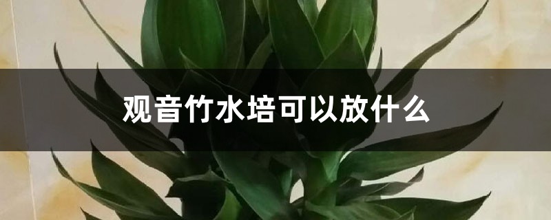 觀音竹水培可以放什么