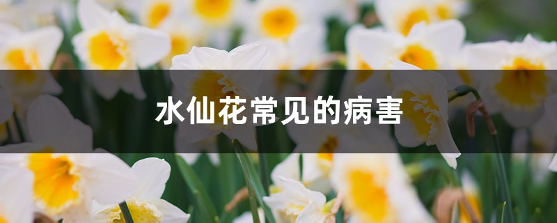 水仙花常見的病害，如何防治病害