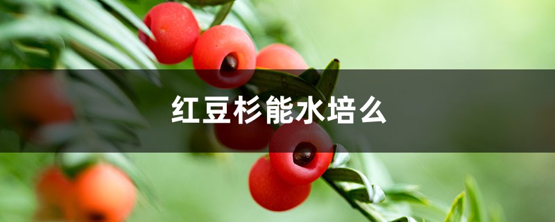 紅豆杉能水培么