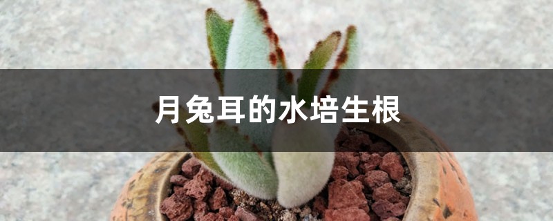 月兔耳的水培生根