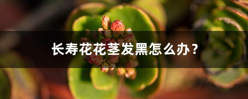 長壽花花莖發(fā)黑怎么辦？