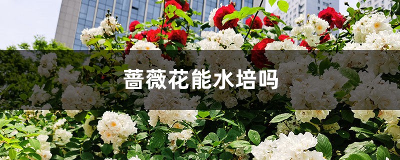 薔薇花能水培嗎