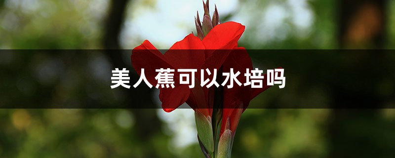 美人蕉可以水培嗎