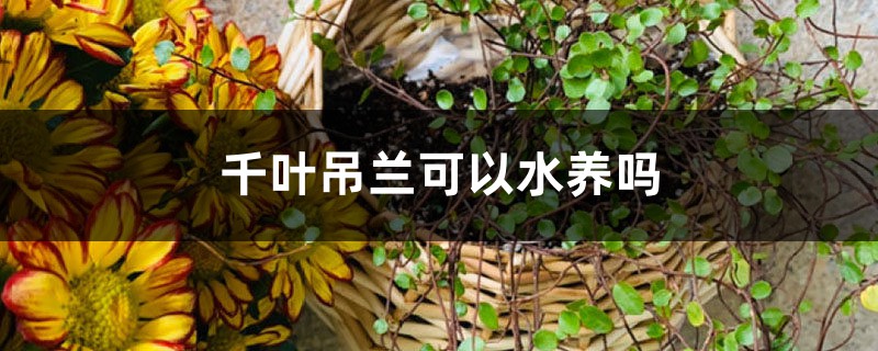 千葉吊蘭可以水養(yǎng)嗎